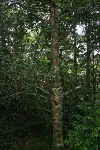 Garcinia kingaensis
