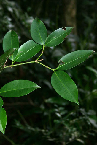 Garcinia kingaensis