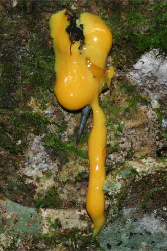 Garcinia kingaensis