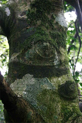 Garcinia kingaensis