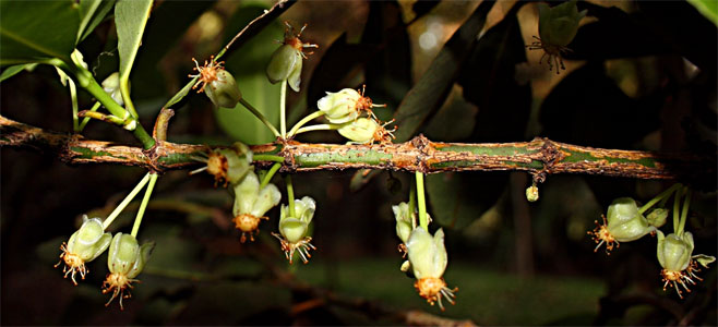 Garcinia livingstonei