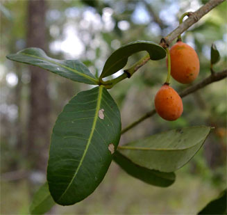 Garcinia livingstonei