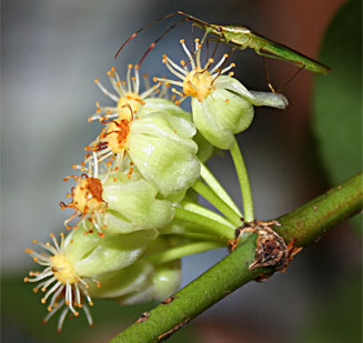 Garcinia livingstonei