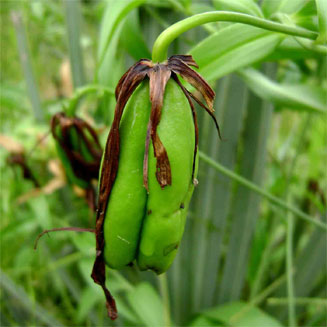 Gloriosa superba