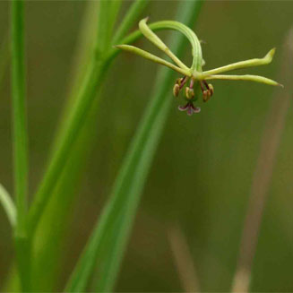 Iphigenia oliveri