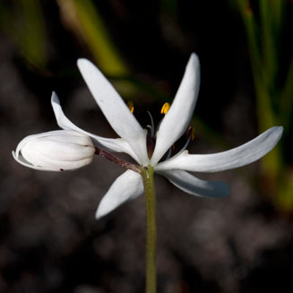 Wurmbea punctata 