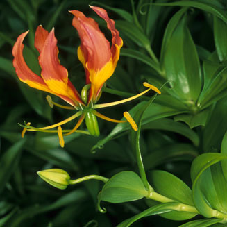 Gloriosa superba
