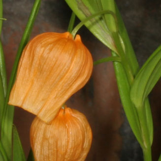 Sandersonia aurantiaca