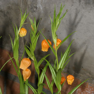 Sandersonia aurantiaca