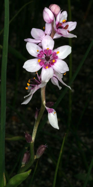 Wurmbea stricta