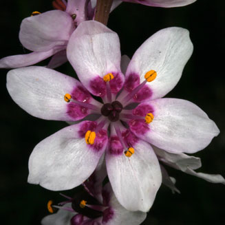 Wurmbea stricta