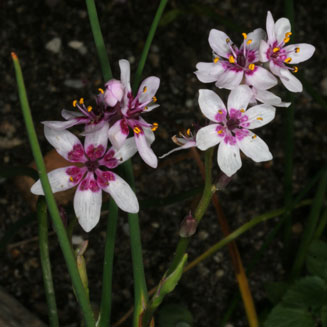 Wurmbea stricta
