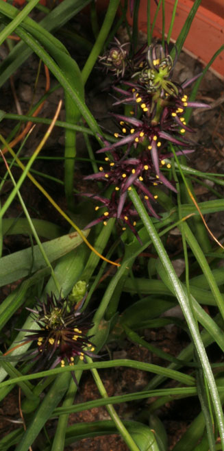 Wurmbea marginata 