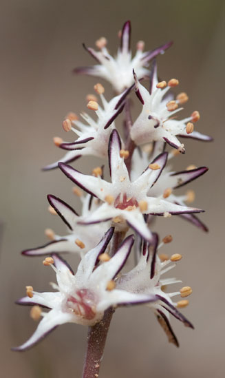 Wurmbea elongata