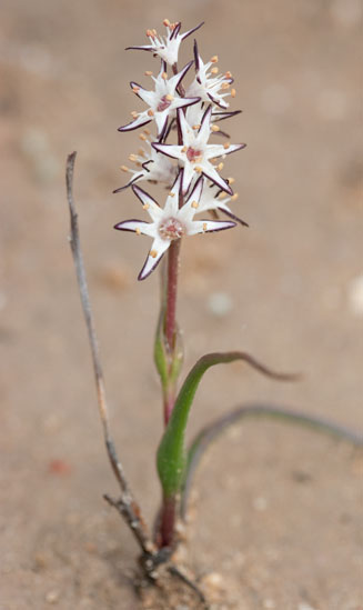 Wurmbea elongata