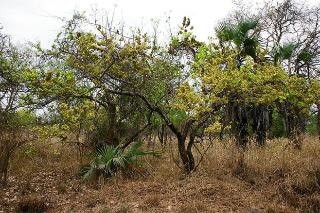 Combretum adenogonium (Four-leaved bushwillow, Four-leaved combretum)