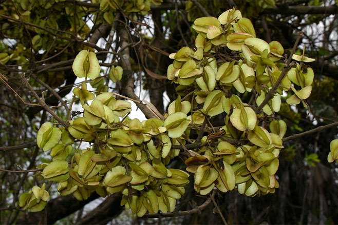 Combretum adenogonium (Four-leaved bushwillow, Four-leaved combretum)