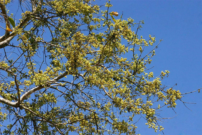 Combretum adenogonium (Four-leaved bushwillow, Four-leaved combretum)