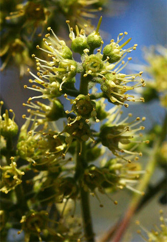 Combretum adenogonium (Four-leaved bushwillow, Four-leaved combretum)
