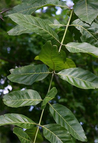 Combretum adenogonium (Four-leaved bushwillow, Four-leaved combretum)