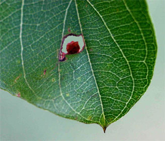 Combretum apiculatum (Red bushwillow, Glossy combretum)