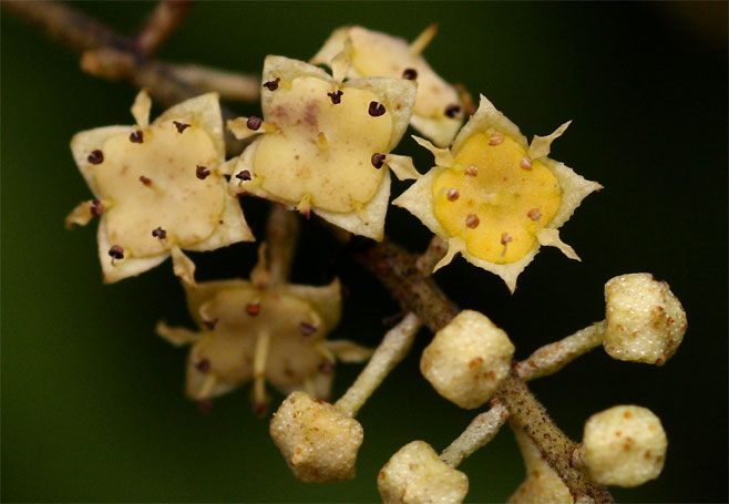 Combretum celastroides (Trailing bushwillow, Jesse-bush combretum)