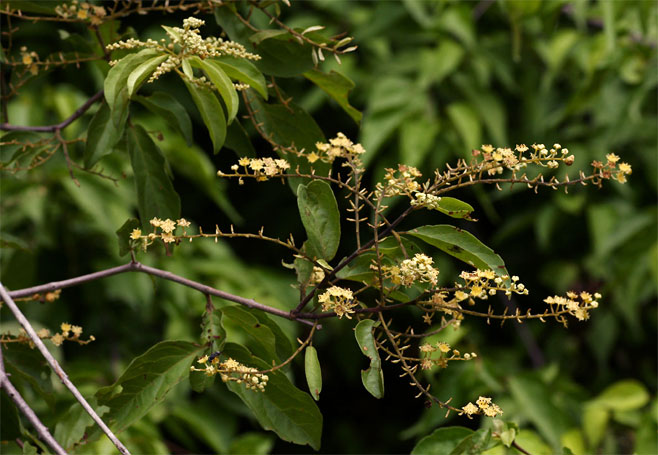 Combretum celastroides (Trailing bushwillow, Jesse-bush combretum)