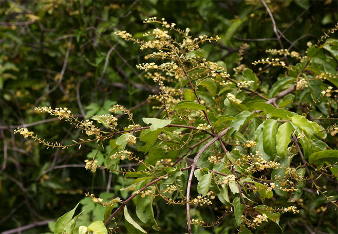 Combretum celastroides (Trailing bushwillow, Jesse-bush combretum)