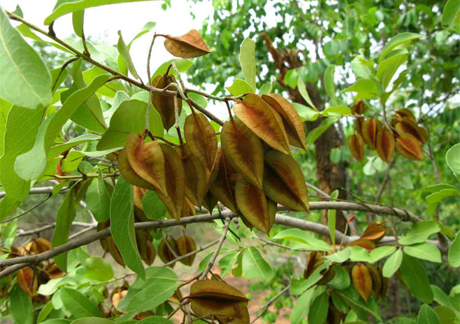 Combretum collinum (Variable combretum, Weeping bushwillow)