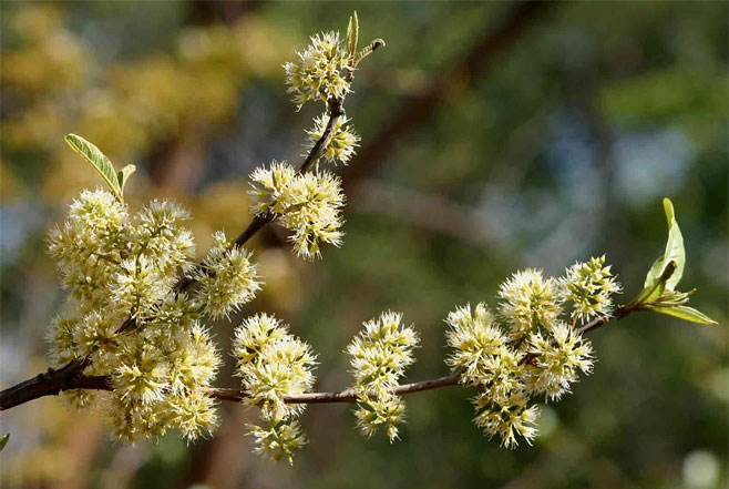 Combretum elaeagnoides (Grey jesse bushwillow, Grey jesse combretum)