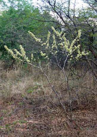 Combretum elaeagnoides (Grey jesse bushwillow, Grey jesse combretum)