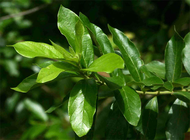 Combretum erythrophyllum (River bushwillow, River combretum)