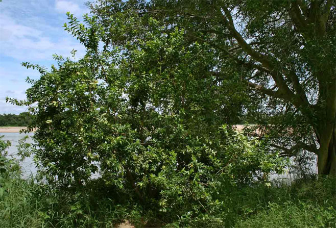Combretum erythrophyllum (River bushwillow, River combretum)