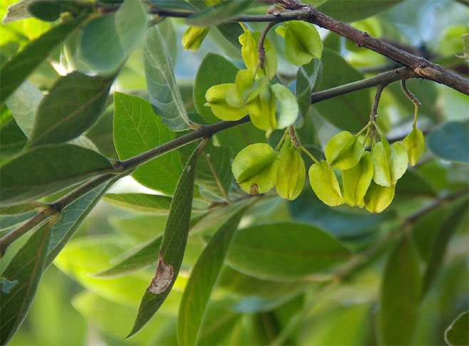 Combretum erythrophyllum (River bushwillow, River combretum)