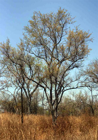 Combretum hereroense (Russet bushwillow, Mouse-eared combretum)