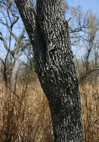 Combretum hereroense (Russet bushwillow, Mouse-eared combretum)