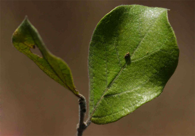 Combretum hereroense (Russet bushwillow, Mouse-eared combretum)