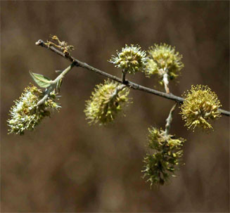 Combretum hereroense (Russet bushwillow, Mouse-eared combretum)