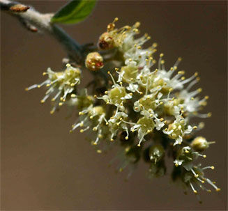 Combretum hereroense (Russet bushwillow, Mouse-eared combretum)