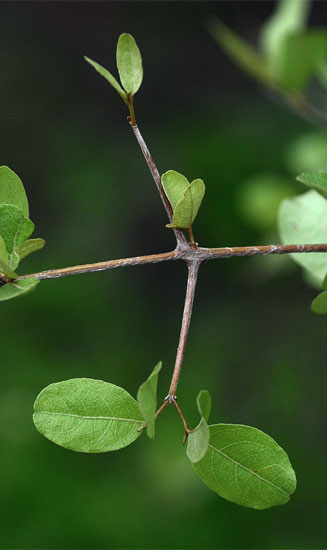 Combretum imberbe (Leadwood)