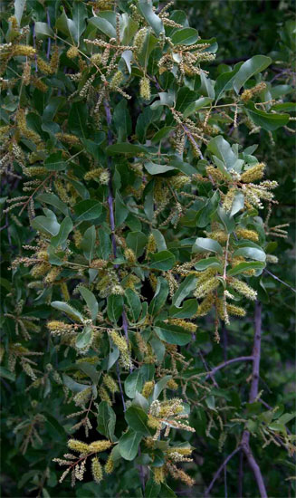 Combretum imberbe (Leadwood)