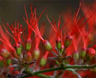 Combretum microphyllum (Flame climbing bushwillow, Flame creeper, Burning-bush combretum)