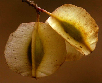 Combretum microphyllum (Flame climbing bushwillow, Flame creeper, Burning-bush combretum)