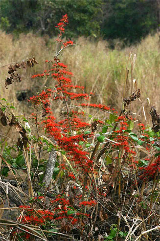 Combretum microphyllum (Flame climbing bushwillow, Flame creeper, Burning-bush combretum)