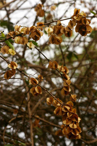Combretum microphyllum (Flame climbing bushwillow, Flame creeper, Burning-bush combretum)