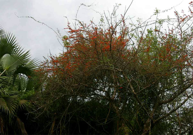 Combretum microphyllum (Flame climbing bushwillow, Flame creeper, Burning-bush combretum)