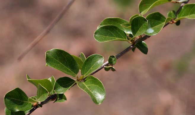 Combretum microphyllum (Flame climbing bushwillow, Flame creeper, Burning-bush combretum)