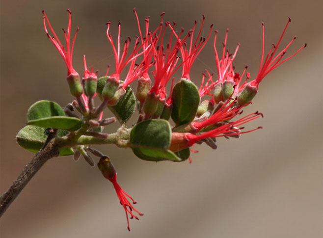 Combretum microphyllum (Flame climbing bushwillow, Flame creeper, Burning-bush combretum)