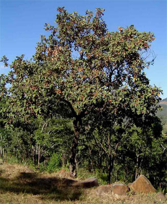 Combretum molle (Velvet bushwillow, Velvet-leaved combretum)