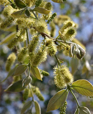 Combretum molle (Velvet bushwillow, Velvet-leaved combretum)